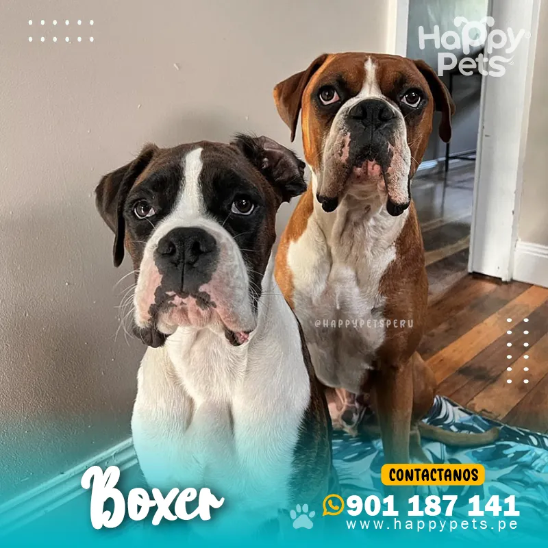 BOXER