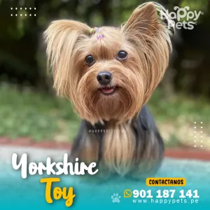 YORKSHIRE TOY