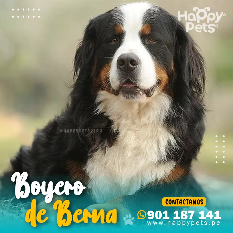 BOYERO DE BERNA - Imagen 6