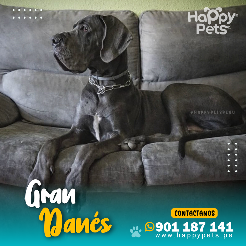 Adultos Gran Danes-01