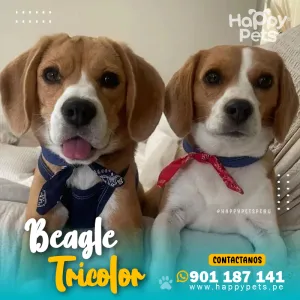 BEAGLE TRICOLOR