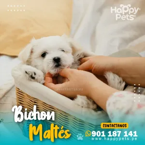 BICHON MALTÉS