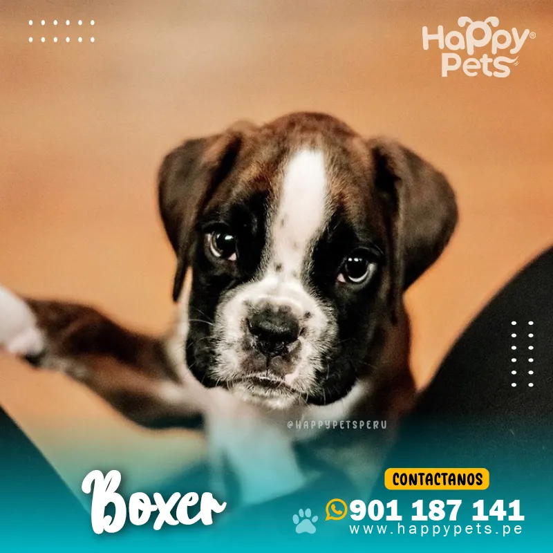 BOXER - Imagen 2