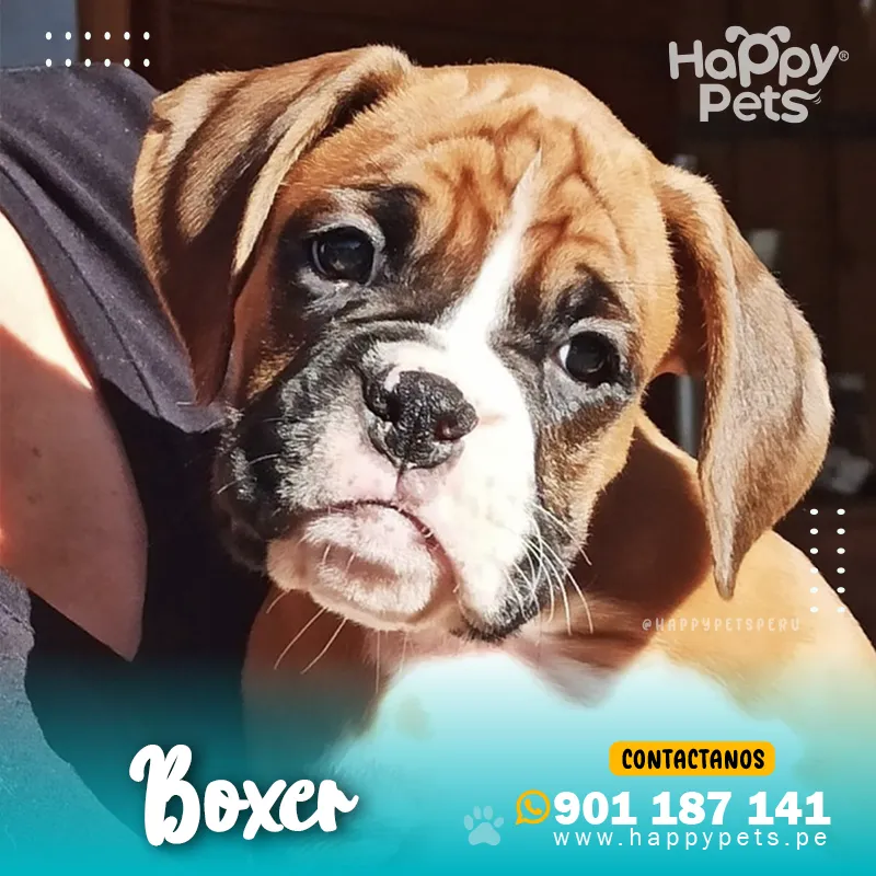 BOXER - Imagen 4