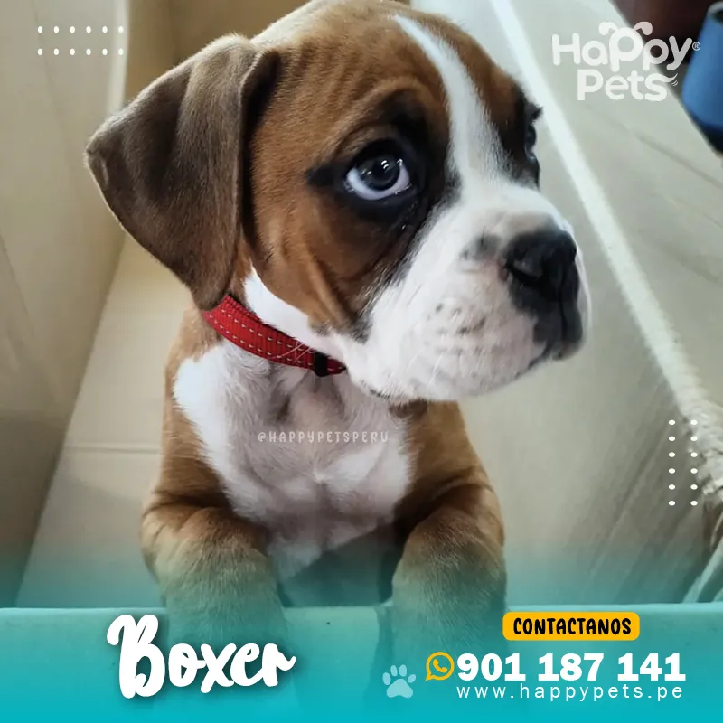 BOXER - Imagen 5