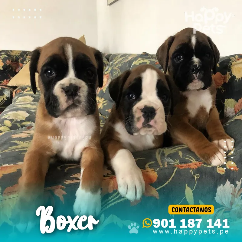 BOXER - Imagen 6
