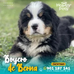 BOYERO DE BERNA