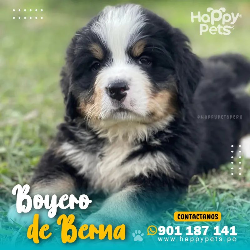 BOYERO DE BERNA