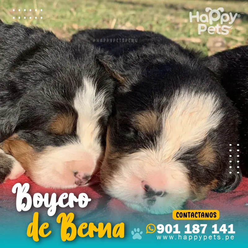 BOYERO DE BERNA - Imagen 2