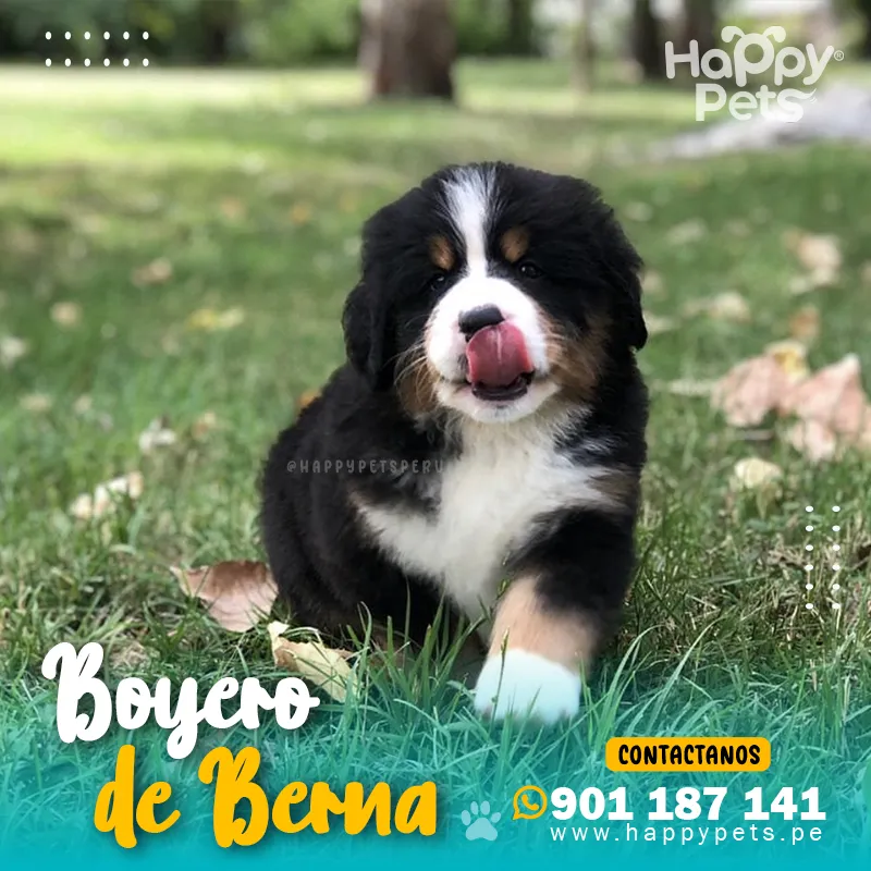 BOYERO DE BERNA - Imagen 3