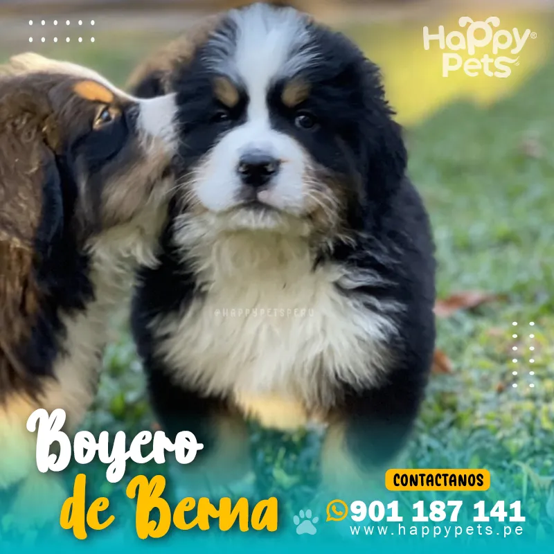 BOYERO DE BERNA - Imagen 4
