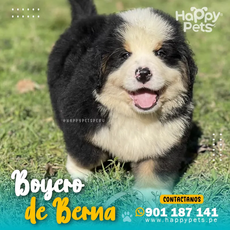 BOYERO DE BERNA - Imagen 5