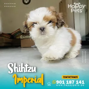SHIHTZU IMPERIAL