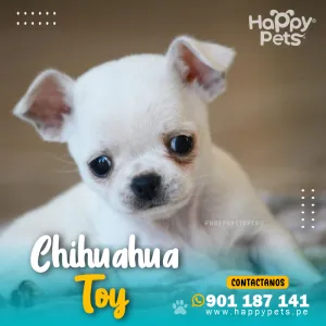 CHIHUAHUA TOY