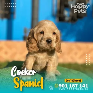 COCKER SPANIEL