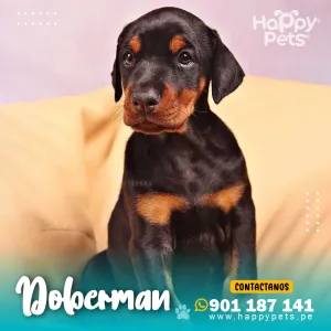 DOBERMAN