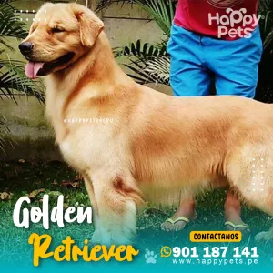 GOLDEN RETRIEVER
