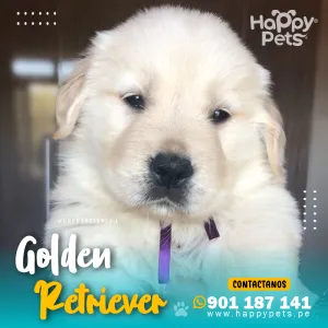 Alternative view of GOLDEN RETRIEVER