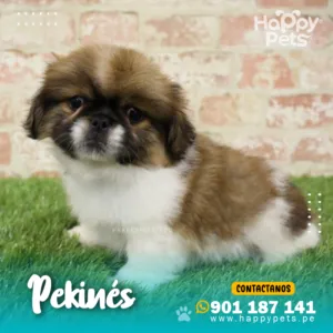 PEKINÉS