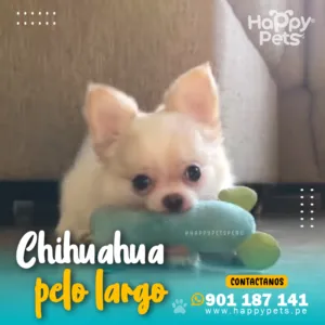 CHIHUAHUA PELO LARGO