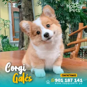 CORGI DE GALÉS