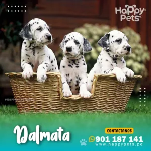 DALMATA