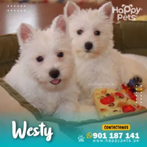 WESTY