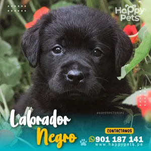 LABRADOR RETRIEVER NEGRO