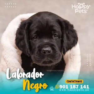 Alternative view of LABRADOR RETRIEVER NEGRO