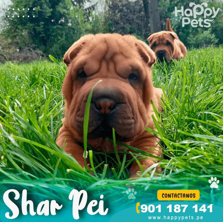 Screenshot 2024-08-24 4.13.10 PM